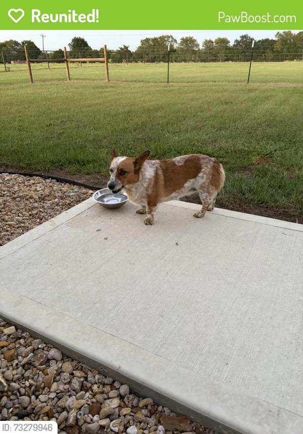 Reunited Female Dog last seen FM 1488 & Mayer Rd, Waller County, TX 77445