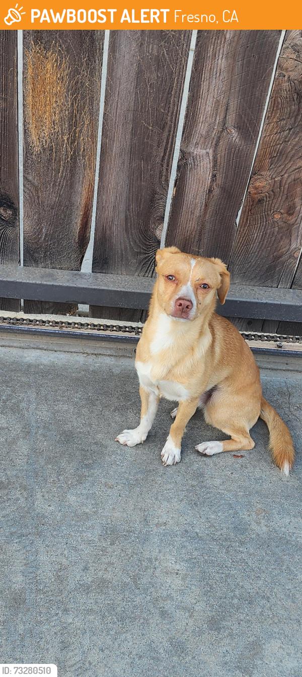 Found/Stray Male Dog last seen Fancher Creek & Tulare, Fresno, CA 93727