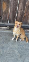 Found/Stray Male Dog last seen Fancher Creek & Tulare, Fresno, CA 93727