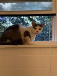 Found/Stray Unknown Cat last seen Bradley Avenue x Portsmouth boulevard, Portsmouth, VA 23701
