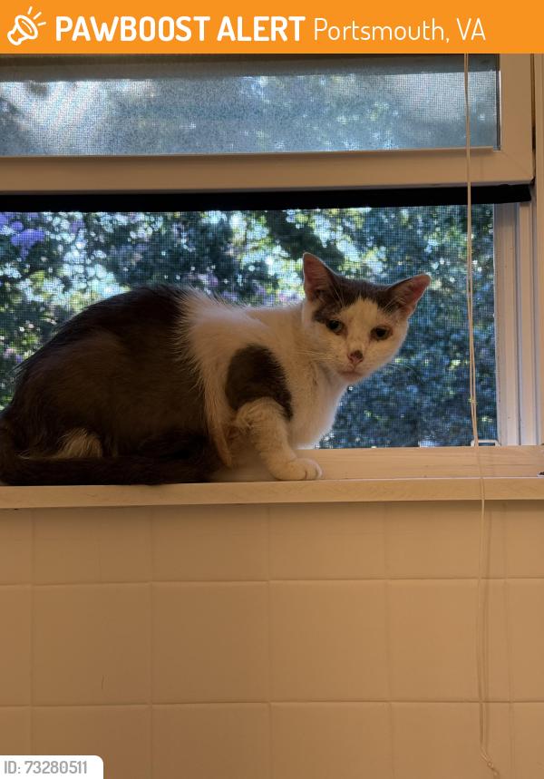 Found/Stray Unknown Cat last seen Bradley Avenue x Portsmouth boulevard, Portsmouth, VA 23701