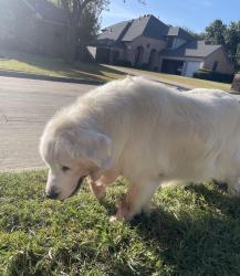 Found/Stray Unknown Dog last seen Village Trail and Lakeshore Drive in Trophy Club, Trophy Club, TX 76262