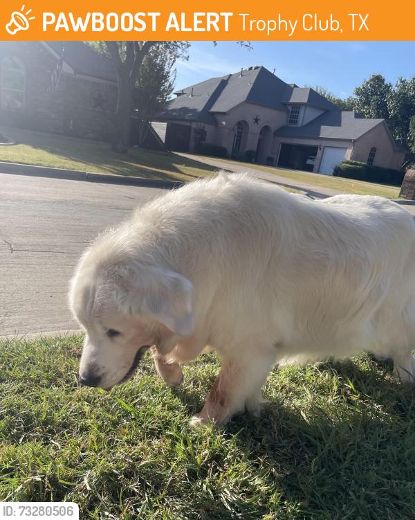 Found/Stray Unknown Dog last seen Village Trail and Lakeshore Drive in Trophy Club, Trophy Club, TX 76262