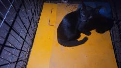 Found/Stray Male Cat last seen Near Karl May Dr Waco TX 76708, Waco, TX 76708
