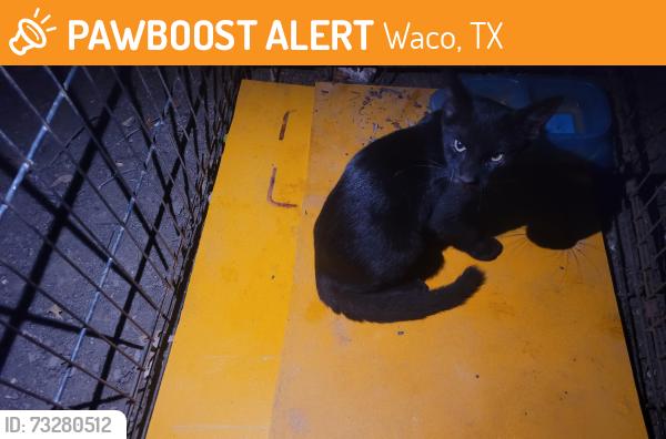 Found/Stray Male Cat last seen Near Karl May Dr Waco TX 76708, Waco, TX 76708