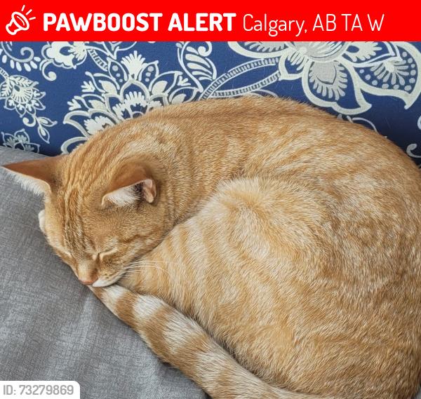 Lost Female Cat last seen Calgary village trailer court, Calgary, AB T2A 0W6