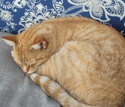 Lost Female Cat last seen Calgary village trailer court, Calgary, AB T2A 0W6