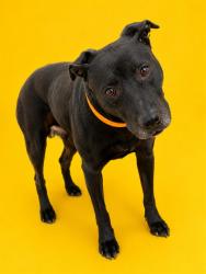 Shelter Stray Female Dog last seen Near BLOCK KING ST, 2020 Forest St, Jacksonville, FL 32204, USA