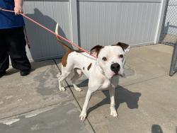 Shelter Stray Male Dog last seen Near BLOCK MITCHELL HILL ROAD, 3528 Newburg Rd, Louisville, KY 40218, USA