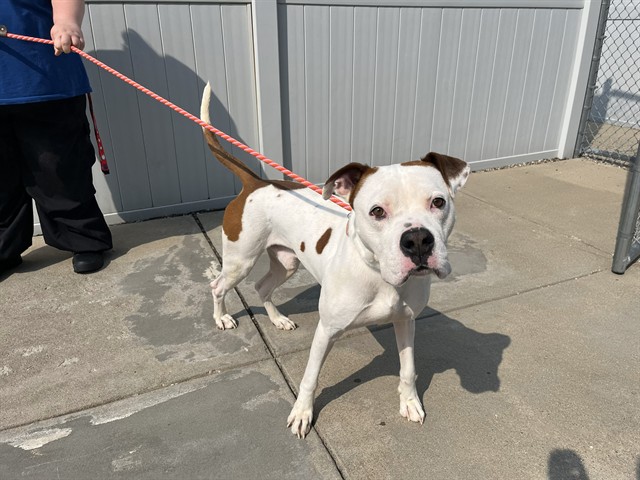 Shelter Stray Male Dog last seen Near BLOCK MITCHELL HILL ROAD, 3528 Newburg Rd, Louisville, KY 40218, USA