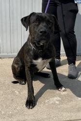 Shelter Stray Male Dog last seen Near BLOCK DIXIE HWY, 3528 Newburg Rd, Louisville, KY 40218, USA