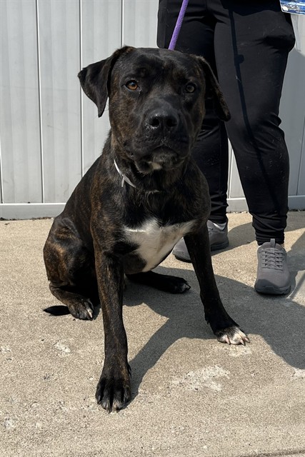 Shelter Stray Male Dog last seen Near BLOCK DIXIE HWY, 3528 Newburg Rd, Louisville, KY 40218, USA