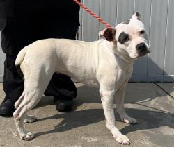 Shelter Stray Female Dog last seen Near BLOCK GOLDSMITH LANE, 3528 Newburg Rd, Louisville, KY 40218, USA