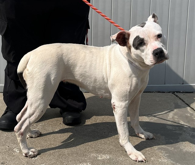 Shelter Stray Female Dog last seen Near BLOCK GOLDSMITH LANE, 3528 Newburg Rd, Louisville, KY 40218, USA