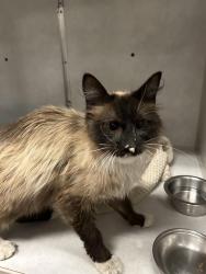 Found/Stray Male Cat last seen Near s state, Salt Lake City, UT 84111