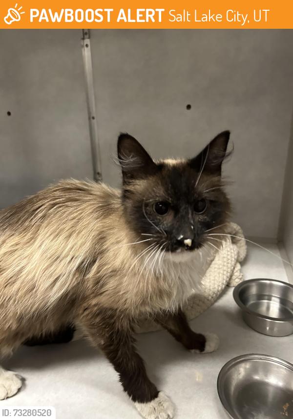 Found/Stray Male Cat last seen Near s state, Salt Lake City, UT 84111