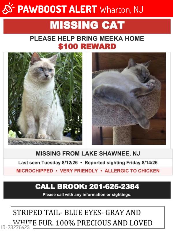 Lost Female Cat last seen south parkway Wharton nj, Wharton, NJ 07885