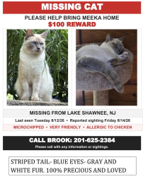 Lost Female Cat last seen south parkway Wharton nj, Wharton, NJ 07885