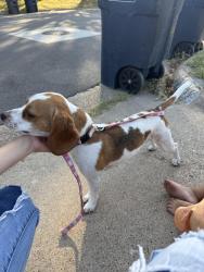 Reunited Female Dog last seen Found on Powderhorn, Fort Worth, TX 76108