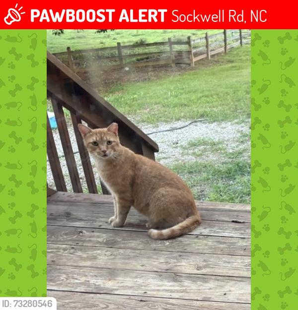 Lost Male Cat last seen Sockwell and 61, Sockwell Rd, NC 27249