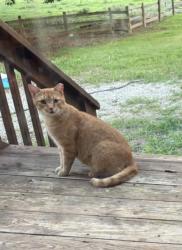 Lost Male Cat last seen Sockwell and 61, Sockwell Rd, NC 27249