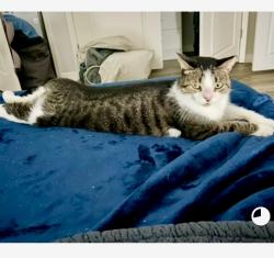 Reunited Male Cat last seen On Top Of The World, Australia Way W, Bldg 11, Austrian Alpine, Clearwater, FL 33763