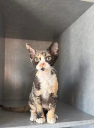 Reunited Female Cat last seen Cabrillo & Aragon ct, Los Angeles, CA 90291