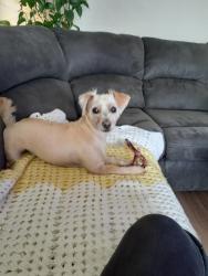 Lost Male Dog last seen 91street and 129B ave, Edmonton, AB T5E 0P6