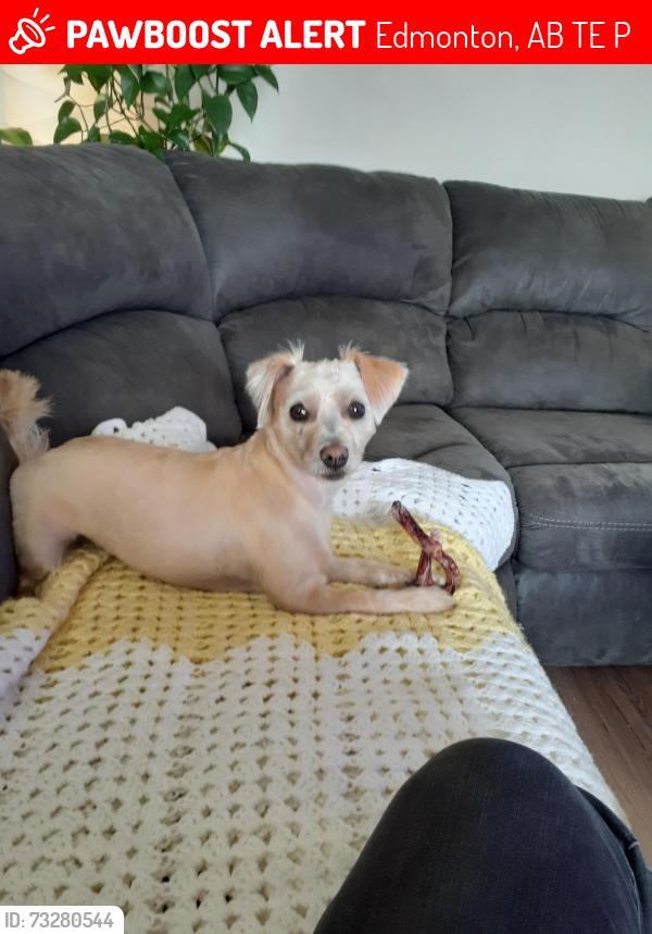 Lost Male Dog last seen 91street and 129B ave, Edmonton, AB T5E 0P6