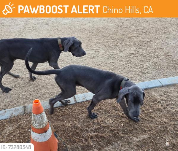 Found/Stray Unknown Dog last seen Vila Borba dog park Butterfield & Pine CHINO HILLS CA, Chino Hills, CA 91709