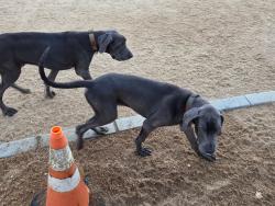 Found/Stray Unknown Dog last seen Vila Borba dog park Butterfield & Pine CHINO HILLS CA, Chino Hills, CA 91709