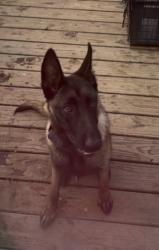 Reunited Male Dog last seen Fm 476 & McCaughan, Poteet, TX 78065