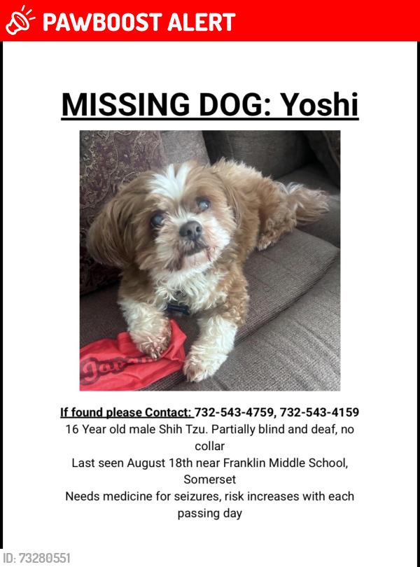 Lost Male Dog last seen Holly street somerset nj, Franklin Township, NJ 08873