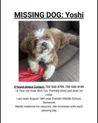 Lost Male Dog last seen Holly street somerset nj, Franklin Township, NJ 08873