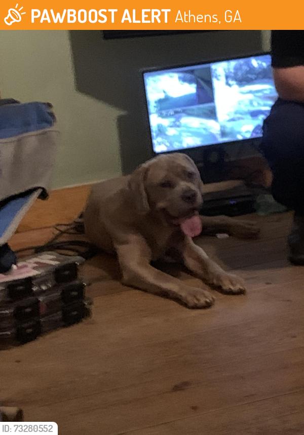 Found/Stray Female Dog last seen Unsure, Athens, GA 30609