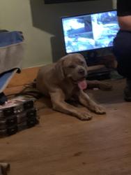 Found/Stray Female Dog last seen Unsure, Athens, GA 30609