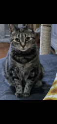 Reunited Female Cat last seen Constitution, Bensalem, PA 19020