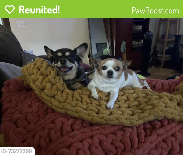 Reunited Male Dog last seen 183rd and stone Avenue n, Shoreline, WA 98133