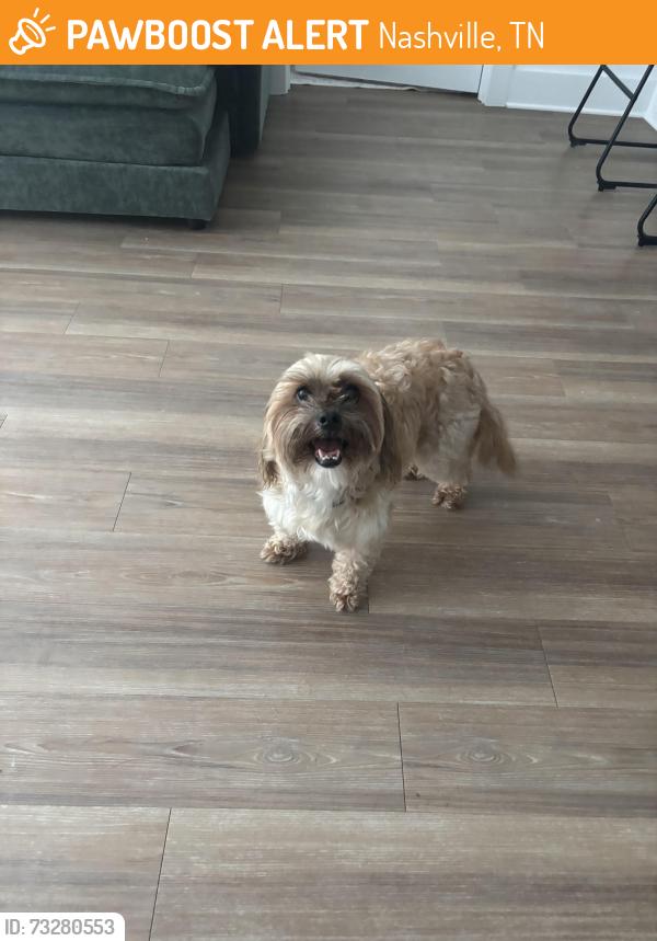 Found/Stray Male Dog last seen 16th Ave N and Jefferson St, Nashville, TN 37203