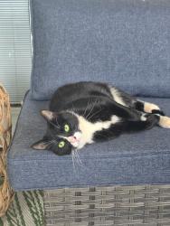 Lost Female Cat last seen Edward store Road, Weatherly Road, Inman, SC 29349