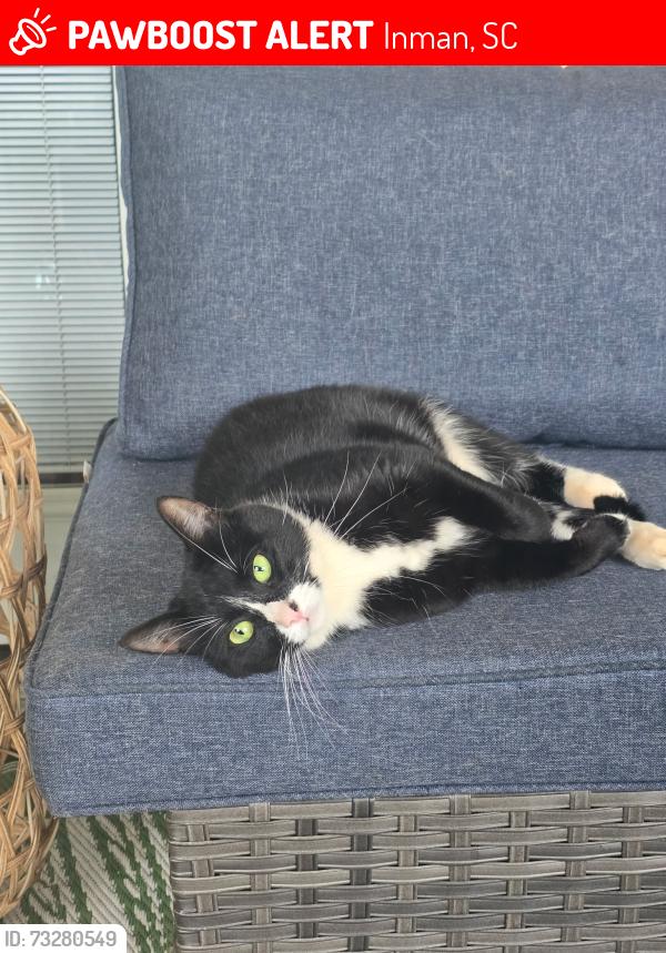 Lost Female Cat last seen Edward store Road, Weatherly Road, Inman, SC 29349