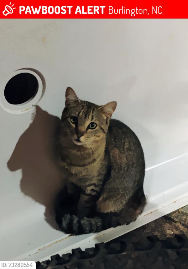 Lost Male Cat last seen Tucker St, Burlington, NC 27215
