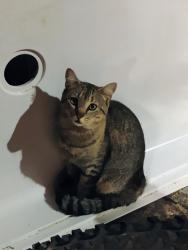 Lost Male Cat last seen Tucker St, Burlington, NC 27215