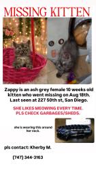 Reunited Female Cat last seen Near 50th St, San Diego, CA 92102, San Diego, CA 92102