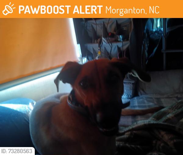 Found/Stray Male Dog last seen Don't know, Morganton, NC 28655