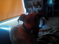 Found/Stray Male Dog last seen Don't know, Morganton, NC 28655
