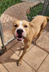 Shelter Stray Male Dog last seen , Caddo Parish, LA, 1500 Monty St, Shreveport, LA 71107, USA