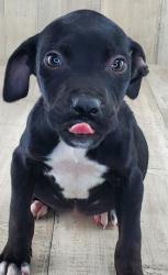 Shelter Stray Female Dog last seen Wanda Lane, Caddo Parish, LA, 1500 Monty St, Shreveport, LA 71107, USA