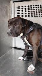 Shelter Stray Male Dog last seen Near Warwick Drive, Caddo Parish, LA, 1500 Monty St, Shreveport, LA 71107, USA