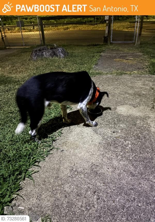 Found/Stray Male Dog last seen Wwwhite, San Antonio, TX 78207